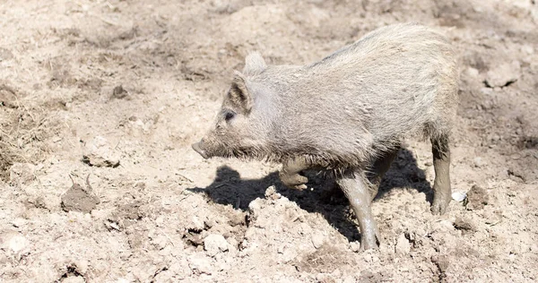 Wild boar in the mud in the zoo — Stock Photo, Image