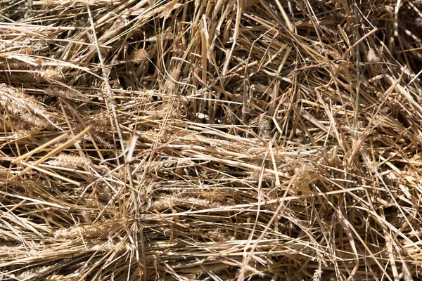 背景として古い乾いた干し草 — ストック写真