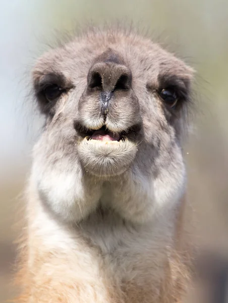 Lama in zoo in nature — Stock Photo, Image