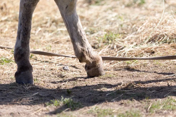 Die Pferde Hufe auf die Natur — Stockfoto