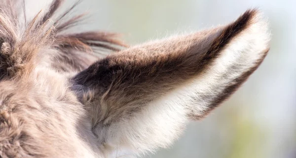 Ear ass in een park op de natuur — Stockfoto