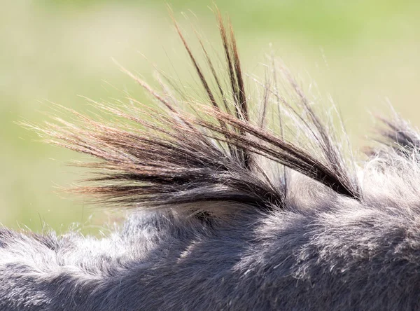 Manen ezel in een park op de natuur — Stockfoto