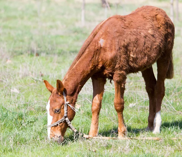 A horse in a pasture in nature — Stock Photo, Image