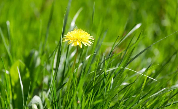 Beautiful yellow dandelion on nature — Stock Photo, Image