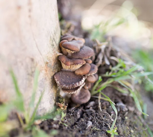 Funghi di ostrica su un ceppo di albero in natura — Foto Stock