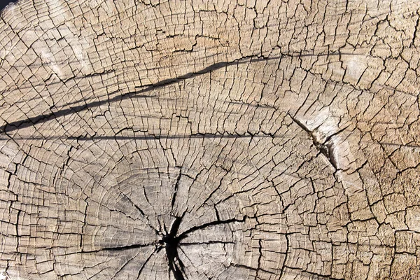 Stump in nature as a background — Stock Photo, Image