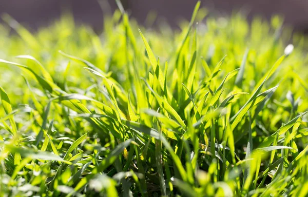 Våren gröna gräs på naturen — Stockfoto