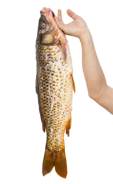 Big carp in his hand on a white background — стоковое фото