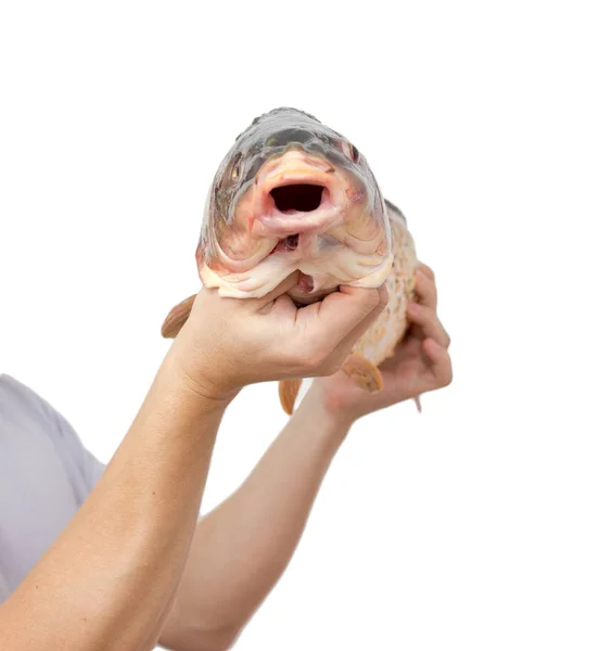 白い背景の上の彼の手で大きな鯉 — ストック写真