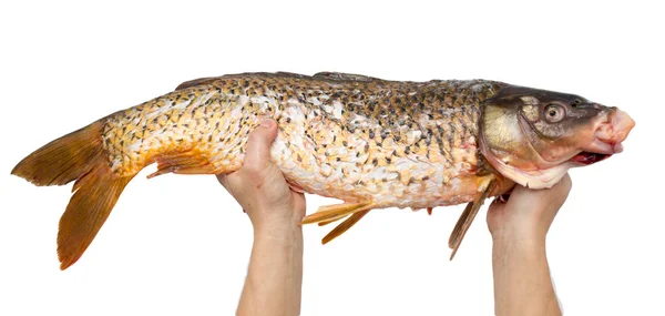 Big carp in his hand on a white background — Stock Photo, Image
