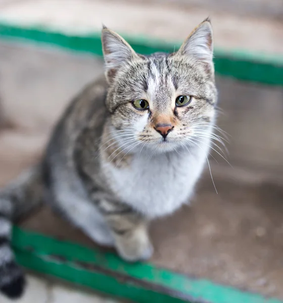 ポーチの猫の肖像 — ストック写真