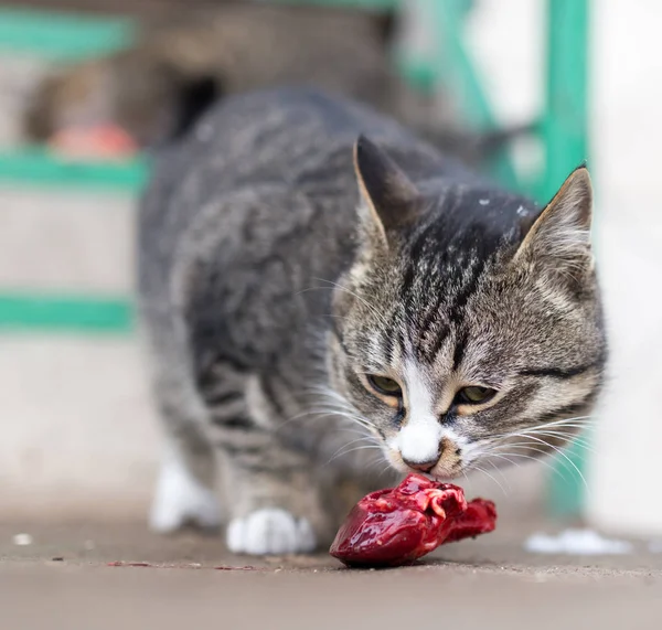 Gato come carne vermelha na natureza — Fotografia de Stock