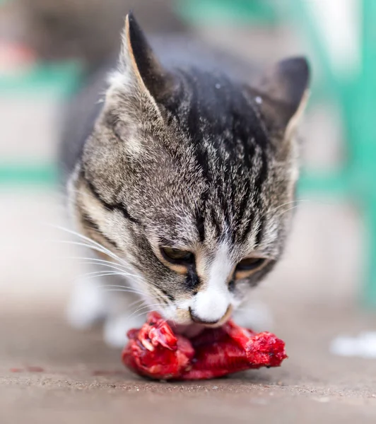 Gato come carne vermelha na natureza — Fotografia de Stock