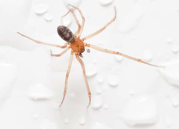 Araña sobre un fondo blanco con gotas de agua — Foto de Stock