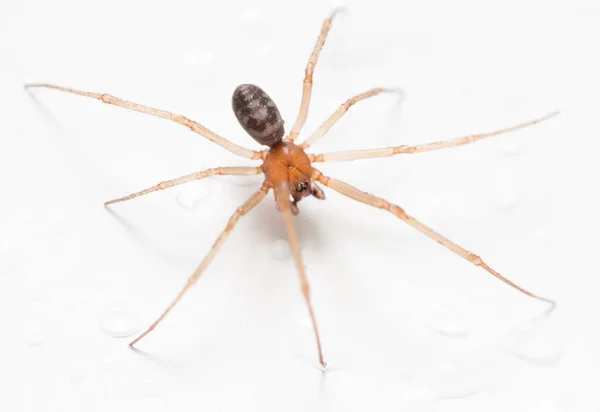 Αράχνη σε λευκό φόντο με σταγόνες νερού — Φωτογραφία Αρχείου