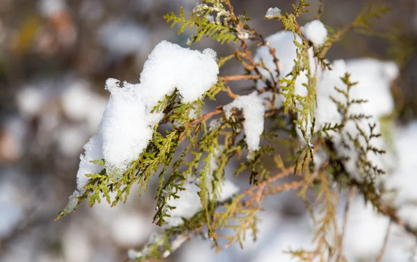 Neve em coníferas na natureza — Fotografia de Stock