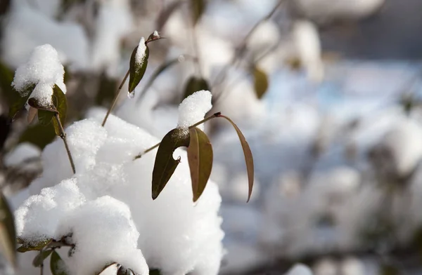 Snow on the leaves on the bush — Stock Photo, Image