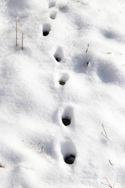 Pegada animal na neve branca — Fotografia de Stock