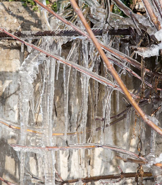 Icicles on the branches of a tree — Stock Photo, Image