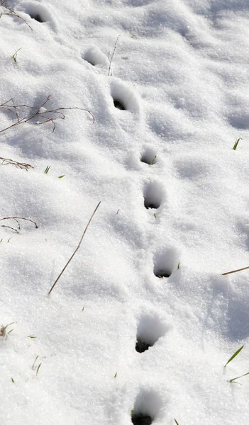 Pegada animal na neve branca — Fotografia de Stock