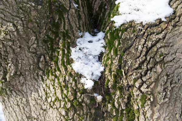 Snow on the tree crown — Stock Photo, Image