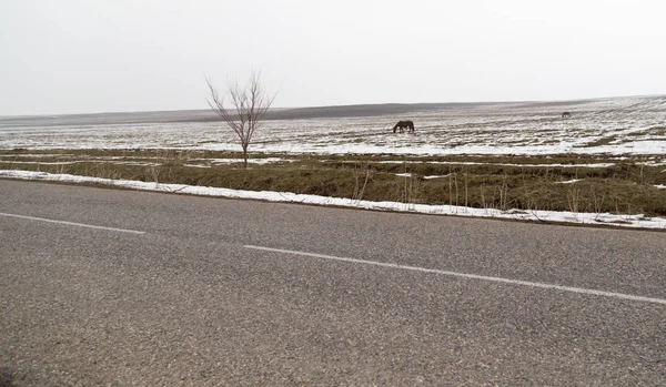 Асфальтовая дорога на природе зимой — стоковое фото