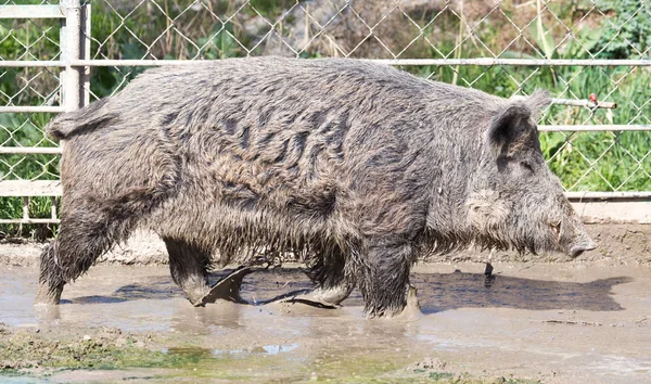 Wild boar in the mud in the zoo Stock Image