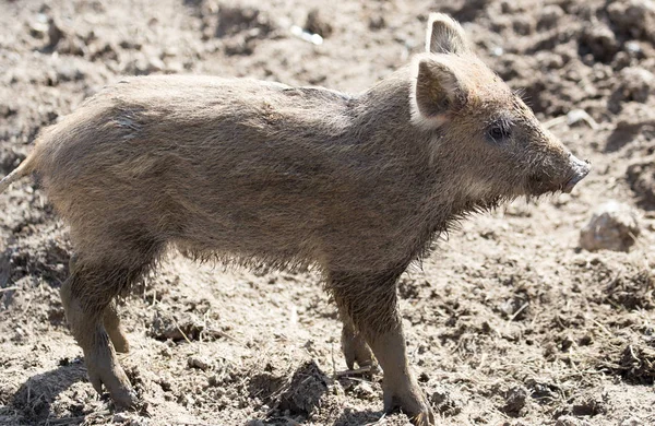 Wild boar in the mud in the zoo Stock Picture