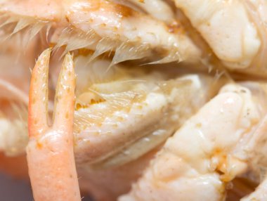 küçük kırmızı pençe kanseri. Makro