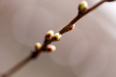 bir dalda ahbap. Makro