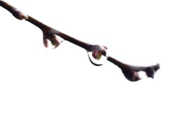 bud dal üzerine bırakın. makro