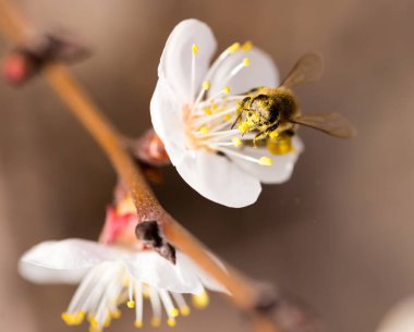 Doğadaki bir çiçeğin üzerindeki arı. makro
