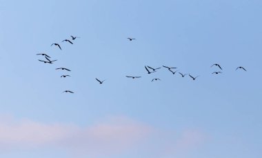 Gün batımında gökyüzünde bir martı sürüsü