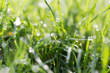 Yeşil çimenlere çiy damlaları düşer