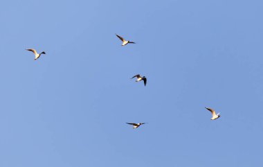 Gün batımında gökyüzünde bir martı sürüsü