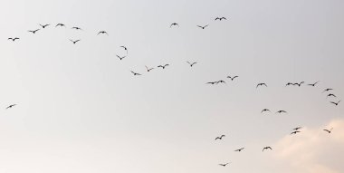 Gün batımında gökyüzünde bir martı sürüsü