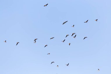 Mavi gökyüzüne karşı bir martı sürüsü