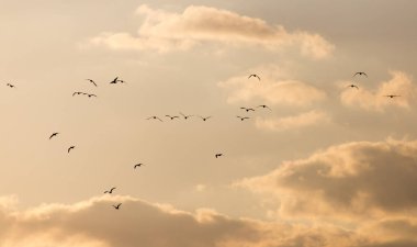 Gün batımında gökyüzünde bir martı sürüsü