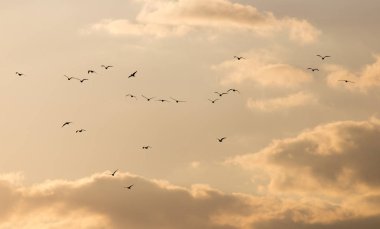 Gün batımında gökyüzünde bir martı sürüsü