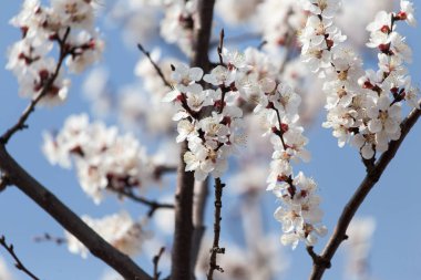 Mavi gökyüzüne karşı ağaçtaki çiçekler
