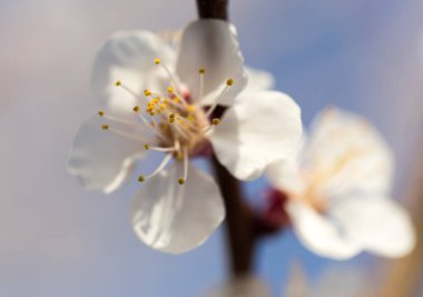Mavi gökyüzüne karşı ağaçtaki çiçekler