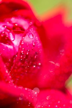 kırmızı bir gül üzerinde Su damlacıkları