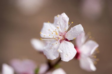 bir ağacın üzerine güzel çiçekler. Makro