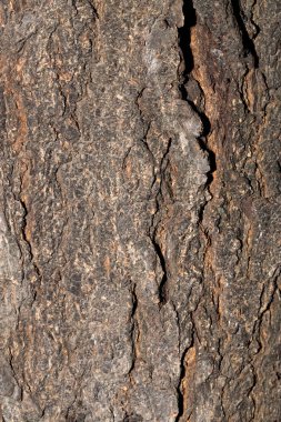 background of tree bark clipart