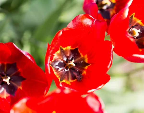 Tulipán sobre la naturaleza — Foto de Stock