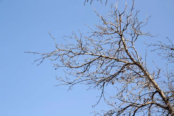 蓝天下的光秃秃的树枝 — 图库照片