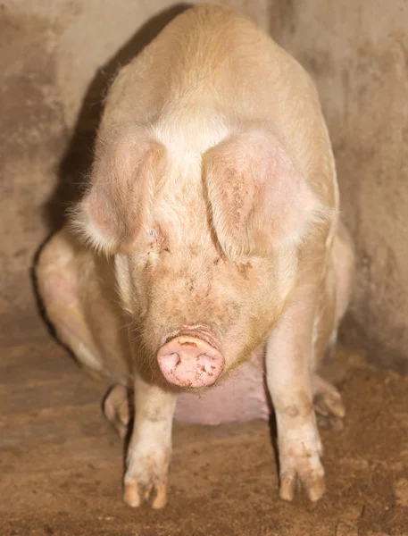 Porträtt av en gris på en gård — Stockfoto