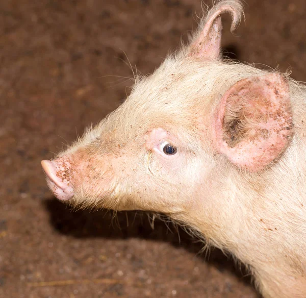 Porträt eines Schweins auf einem Bauernhof — Stockfoto