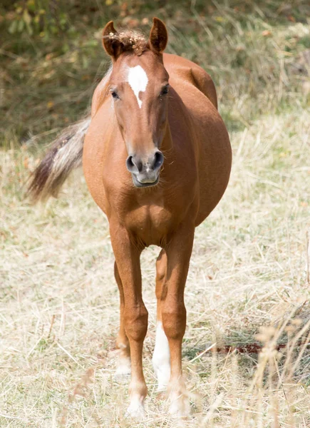 Un cavallo in un pascolo nella natura — Foto Stock