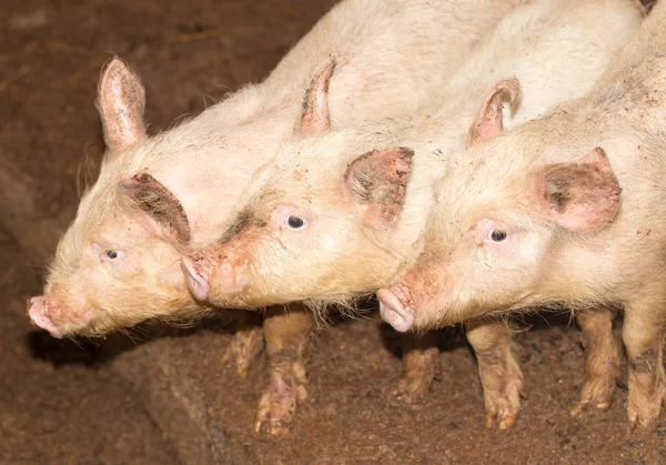 Drei kleine Schweine auf dem Hof — Stockfoto